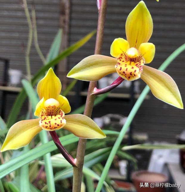 分享五种漂亮花卉,分享一款好看的月季