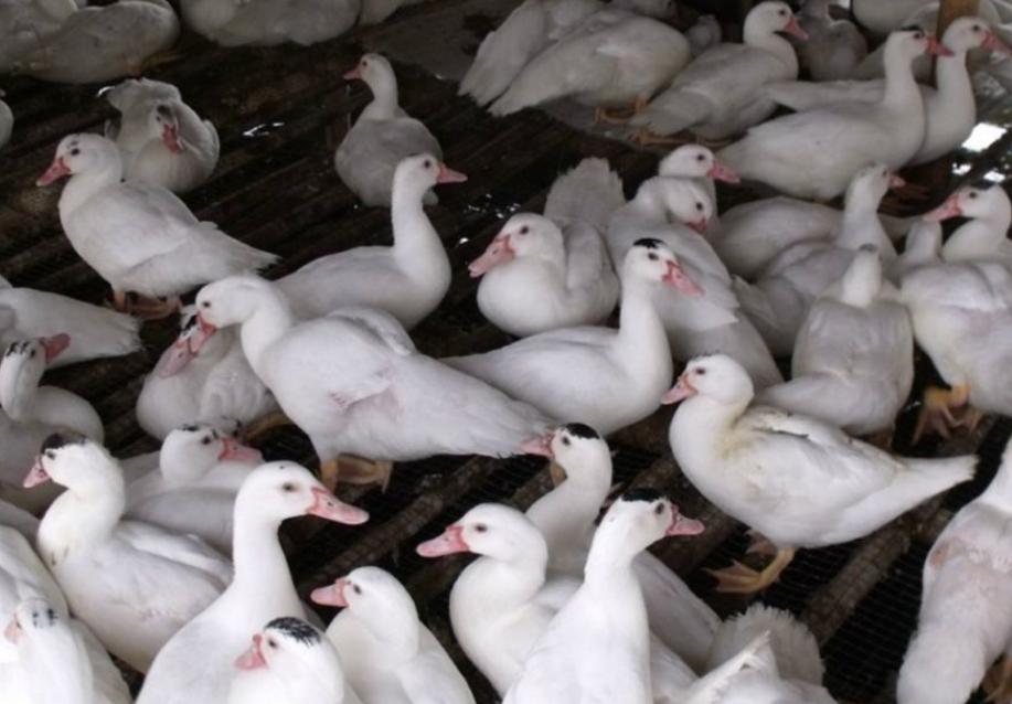 鸭子嗓子咔咔的怎么治,鸭子咔咔叫不用药怎么治