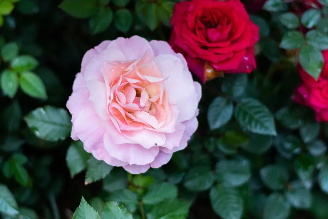 春末的春花盛开诗句,春花的诗句和优美句子