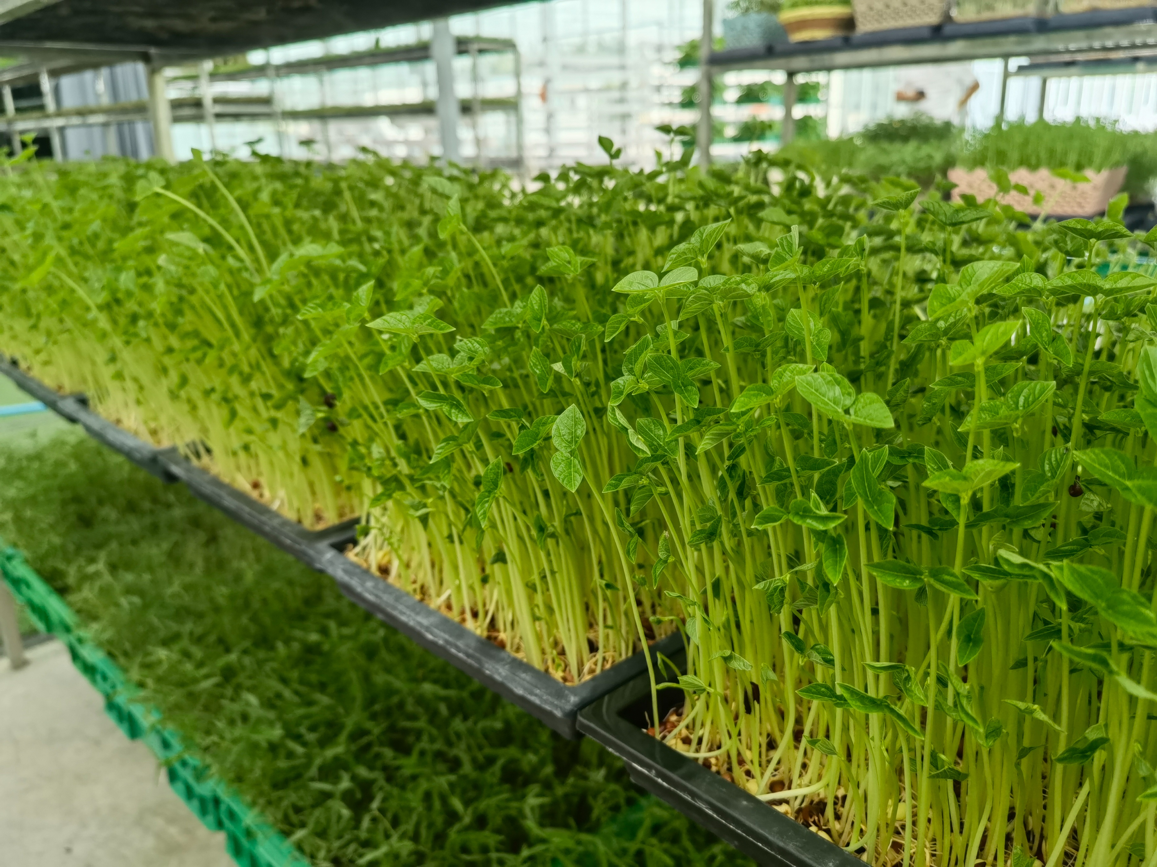 种植芽苗菜加盟,芽苗菜种植前景及利润