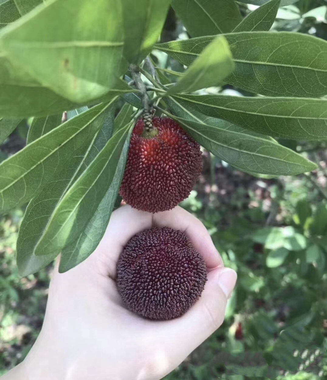 杨梅采摘安吉,正宗的仙居东魁杨梅你吃过吗