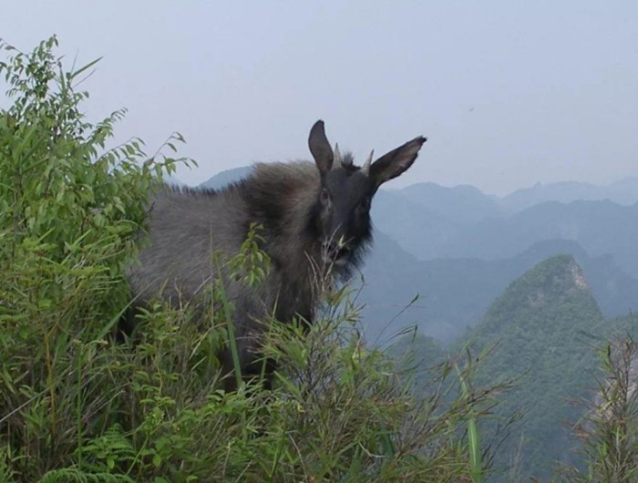 榛勫矖灞卞彂鐜板洓涓嶅儚,鑰佸啘灞变笂鍙戠幇鐨勫洓涓嶅儚