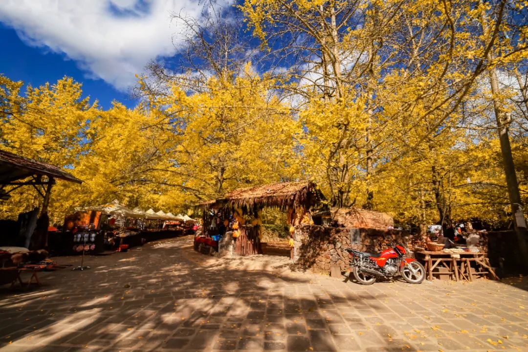 银杏谷泡温泉的地方,广东冬天赏银杏泡温泉