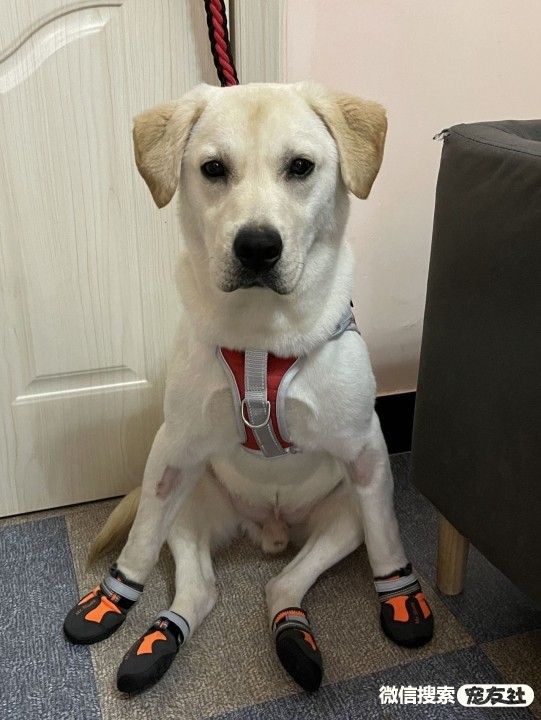 宠物领养、全国宠物*养送**、押金无偿免费领养 20220720