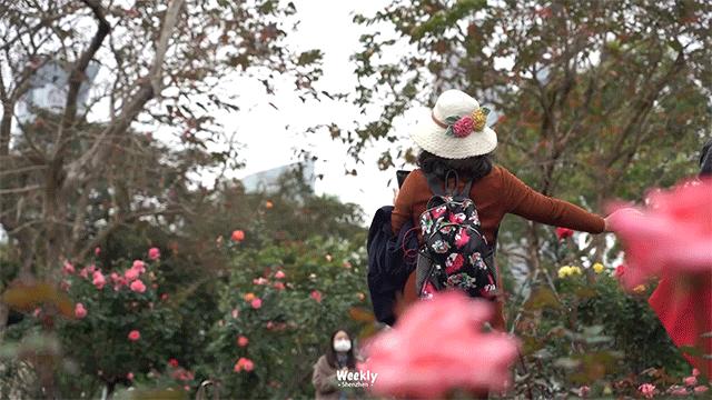 好好走过红荔路，才知道住福田有多让人羡慕