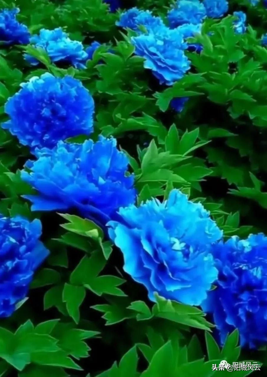 中国梦印象,中国梦嵩县