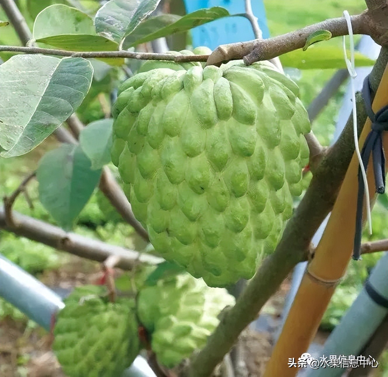 榴莲释迦又叫什么,释迦图片高清大图