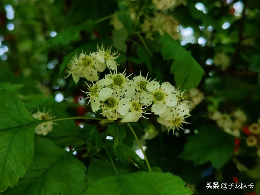 庐山自驾游路线推荐,济南九顶山风景区旅游攻略