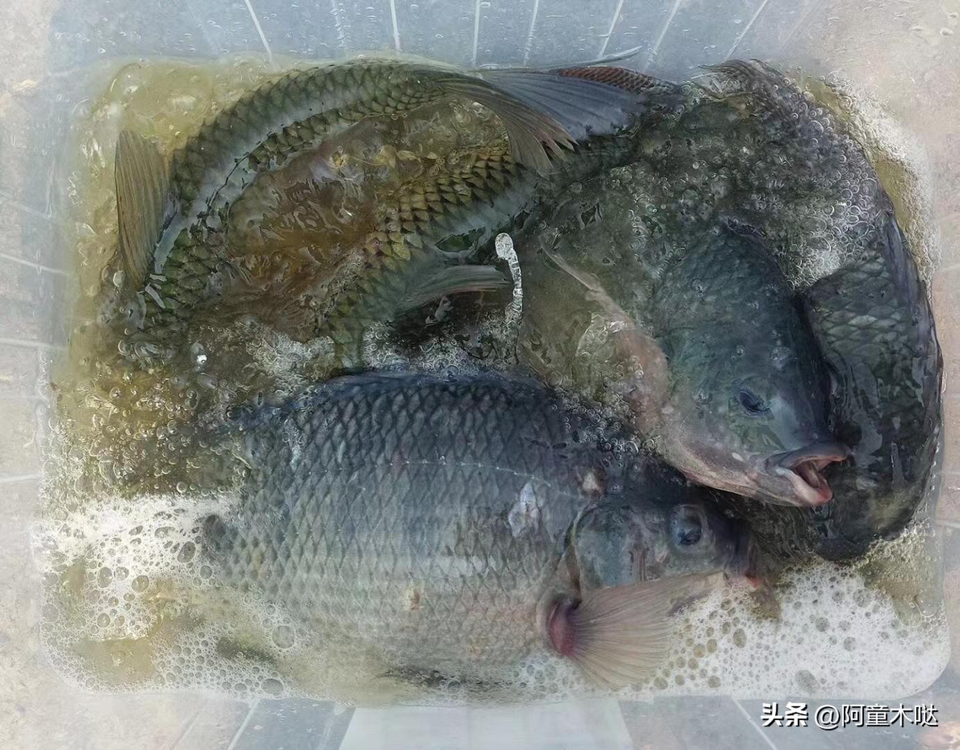 容桂老字号农庄,容桂生态农庄