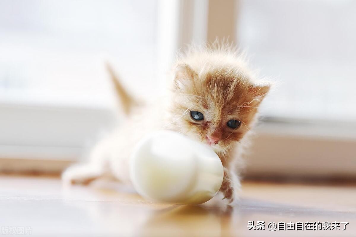 猫咪感冒发烧保险能不能用,猫咪感冒主人花了五六千没治好