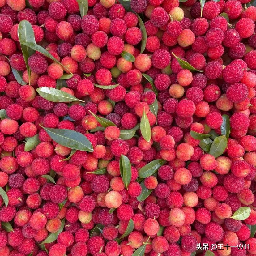 夏日必不可少的水果之一,夏日不可缺少的水果茶