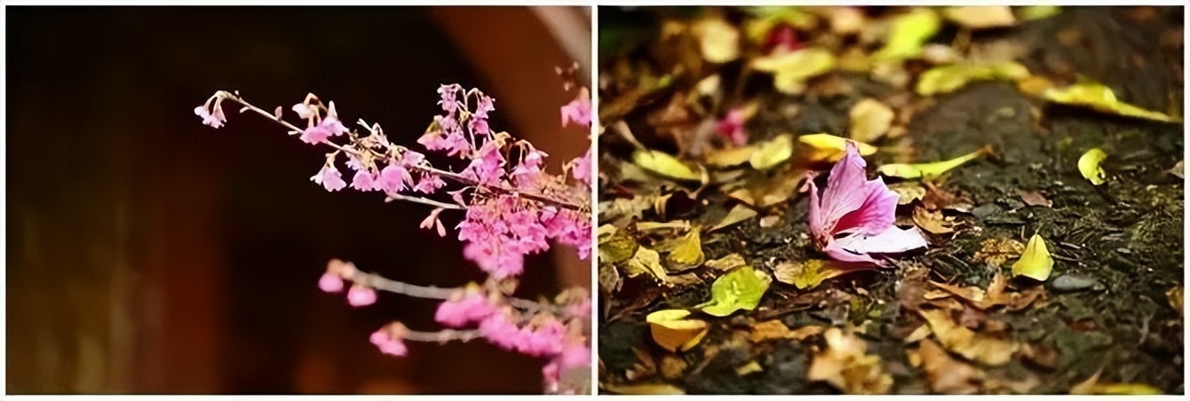 我的旅游日记2015游台湾之二,台湾游览祖国大好河山