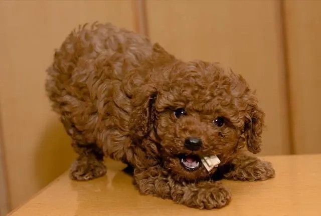 泰迪长到几个月就成型了呢,泰迪长到几个月停止生长