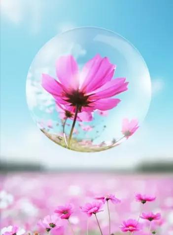 蓝天与花朵唯美图片,唯美阳光花朵图片