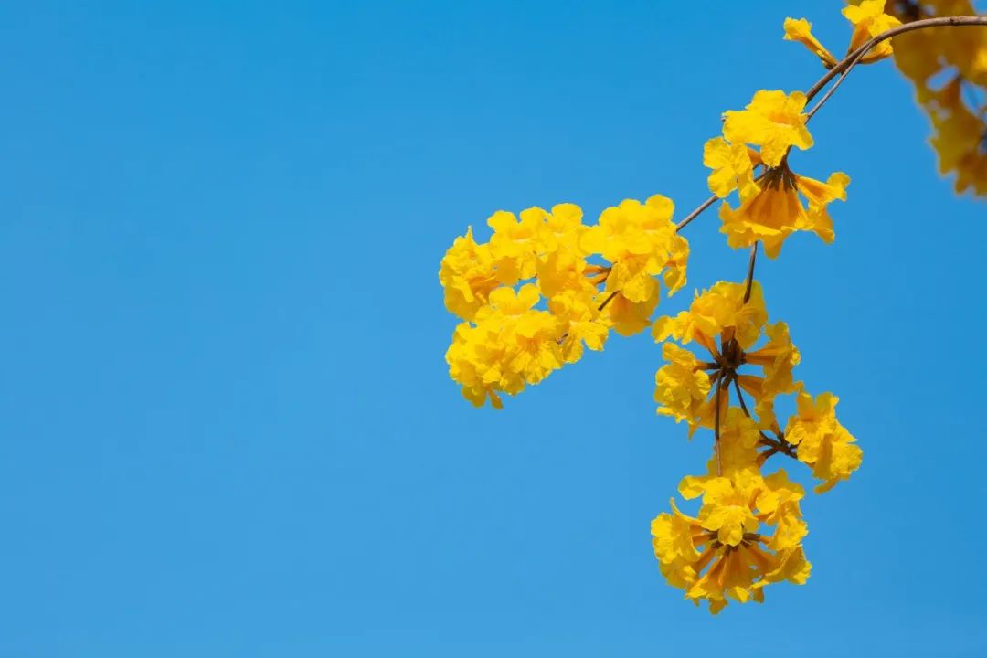 50句绝美的春天诗词,50句极美的春天诗词