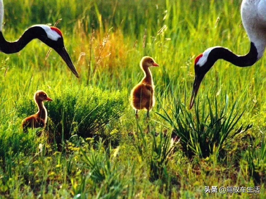 挑战极寒自驾游大兴安岭,大兴安岭金秋穿越之旅