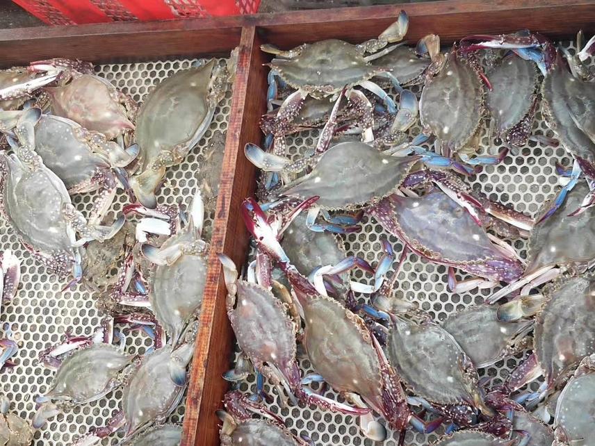 秦皇岛开海海鲜图片,开海后的生猛海鲜已抵达秦皇岛