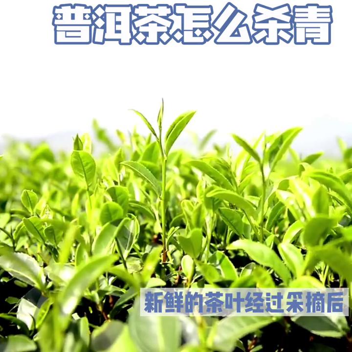 普洱茶的萎凋和杀青的作用,普洱茶制作工艺萎凋程度