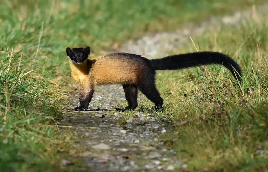 湖北出现“羌仔虎”，体型如狐外表可爱，却能单挑猴子猎杀野猪