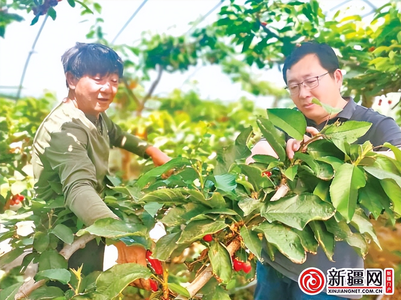 农业大学与乡村振兴,新疆农业大学农村发展课程表