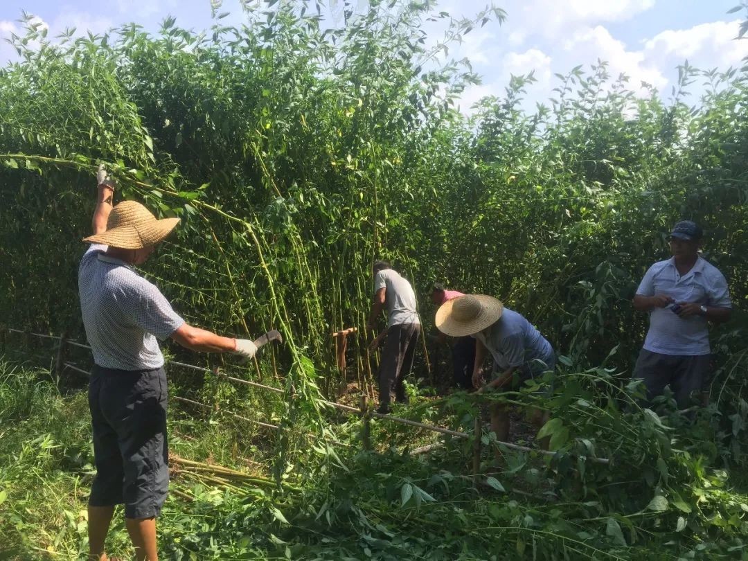 中国没人种的黄麻，为何却被印度当成“铁饭碗”，养活近千万人？