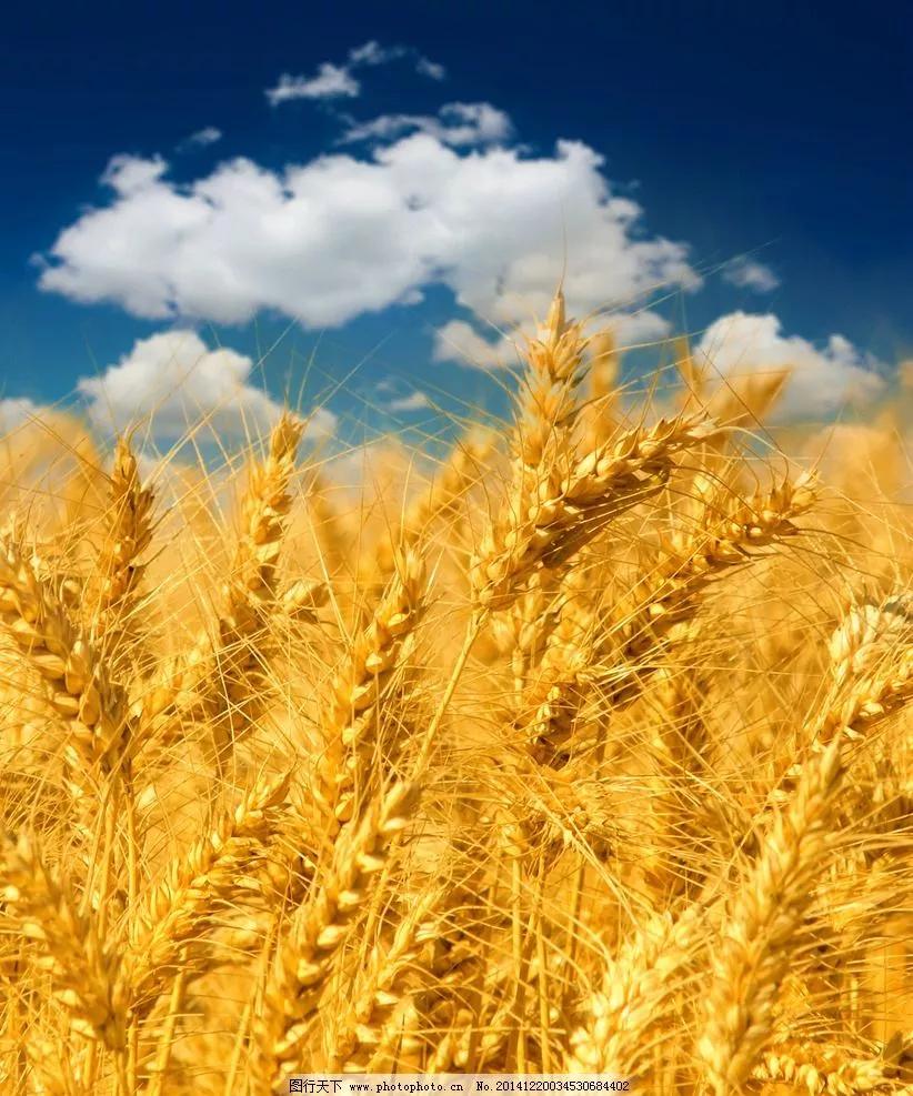 雪花粉″像雪花一样雪白轻盈飞舞吗？一日三餐四季皆有深情厚意