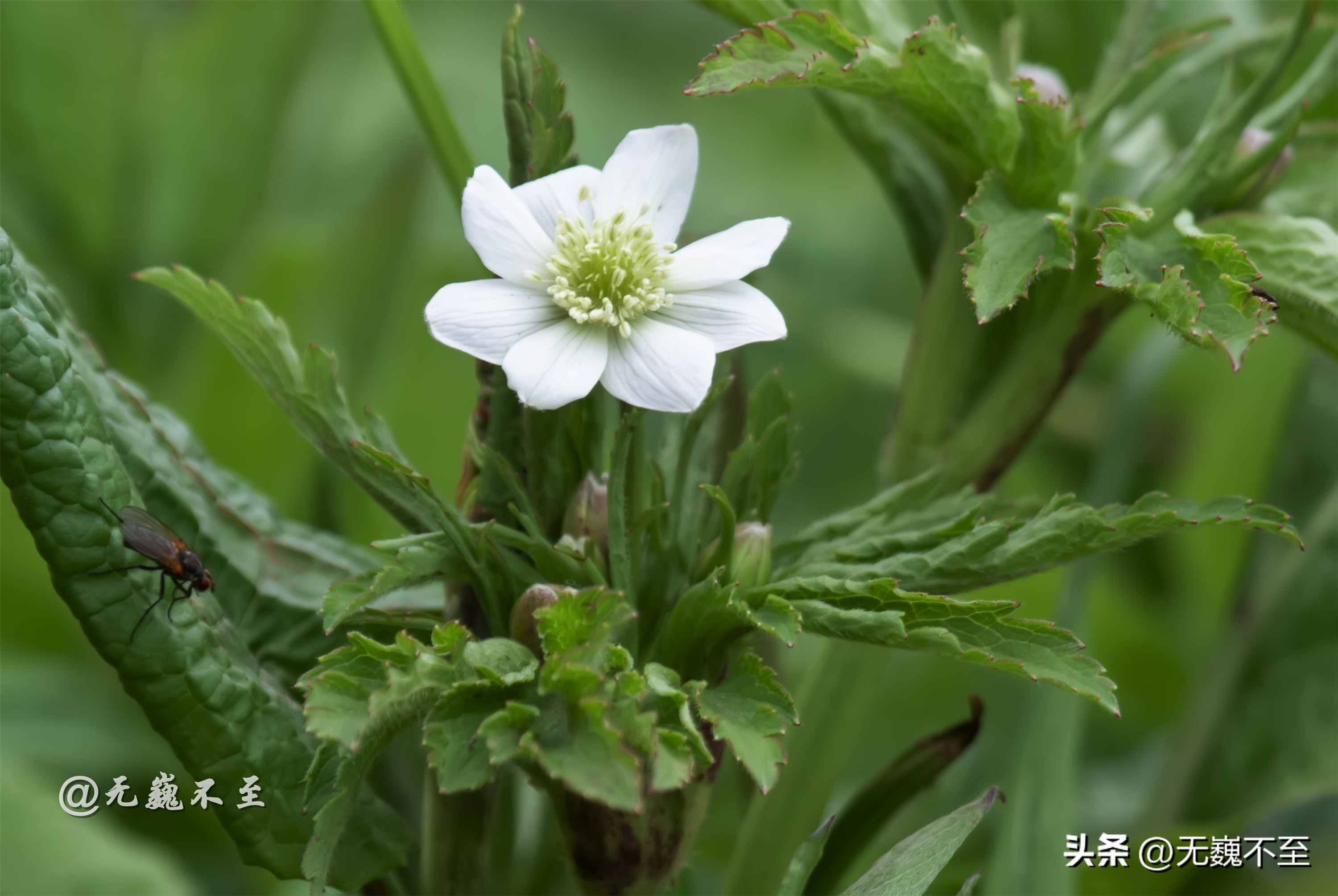 九顶归来不看花，但是这些花名你知道吗？科普一下不就认识啦