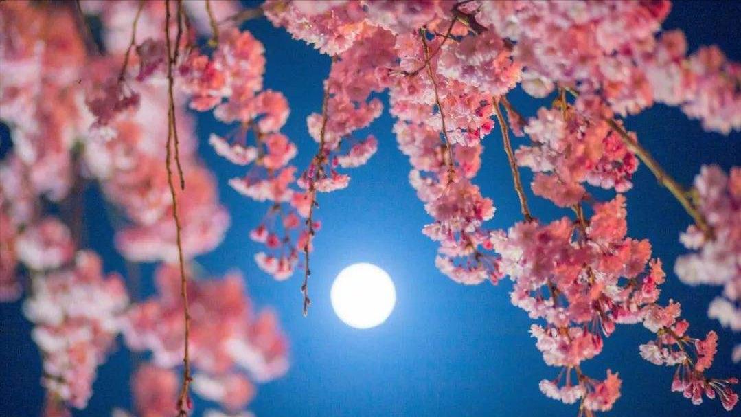 100句樱花诗词,关于樱花的十首诗