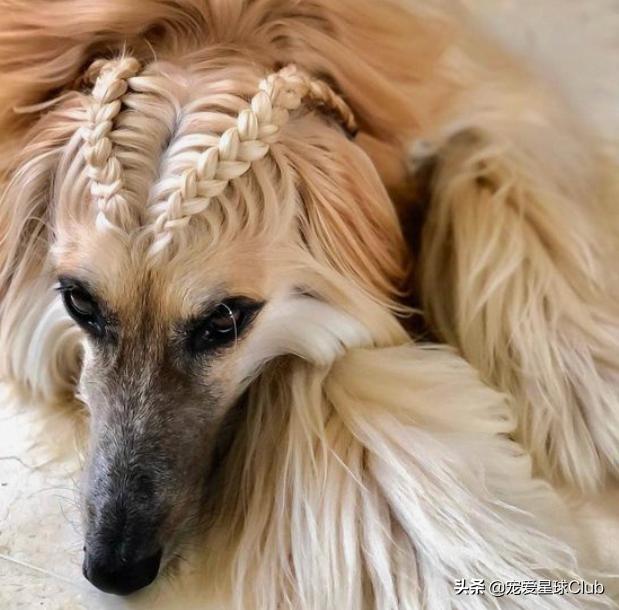 最高贵的狗阿富汗猎犬,最高贵的阿富汗猎犬