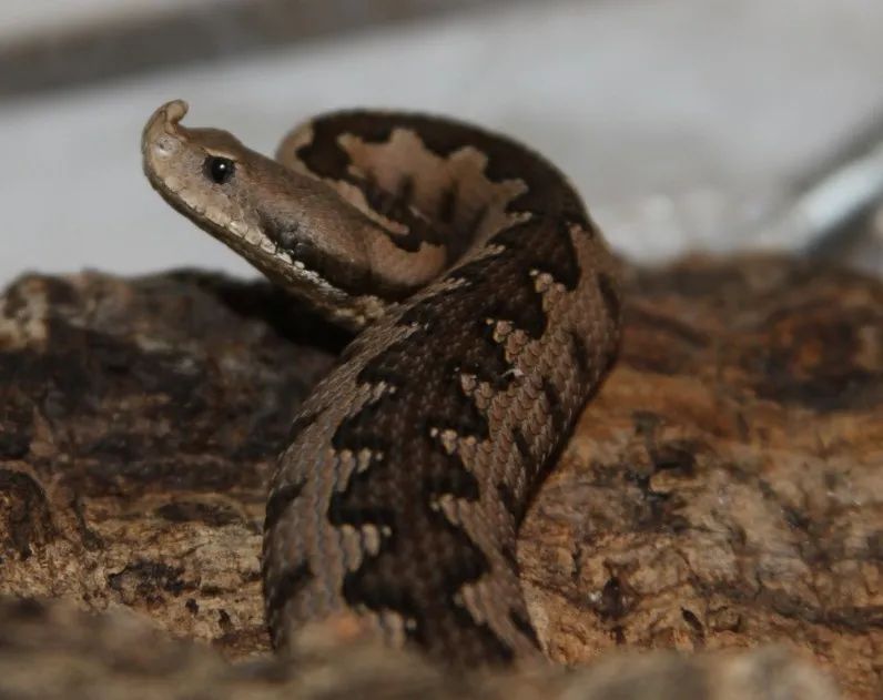 「原来欧洲有这么多种蛇？！」偷师卡塞尔的豢龙大师·下