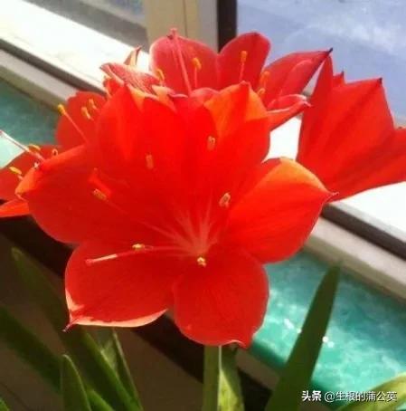 乔治百合品种,乔治百合花期多久