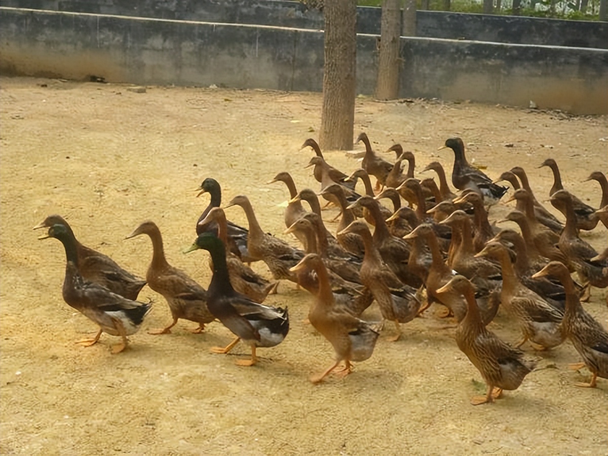 什么动物养殖最便宜最好养,药用动物养殖品种大全