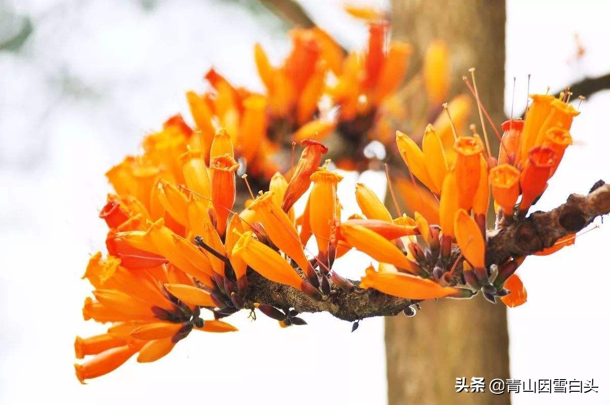 一年开花两年结果三年成熟,一年开花几次比较多