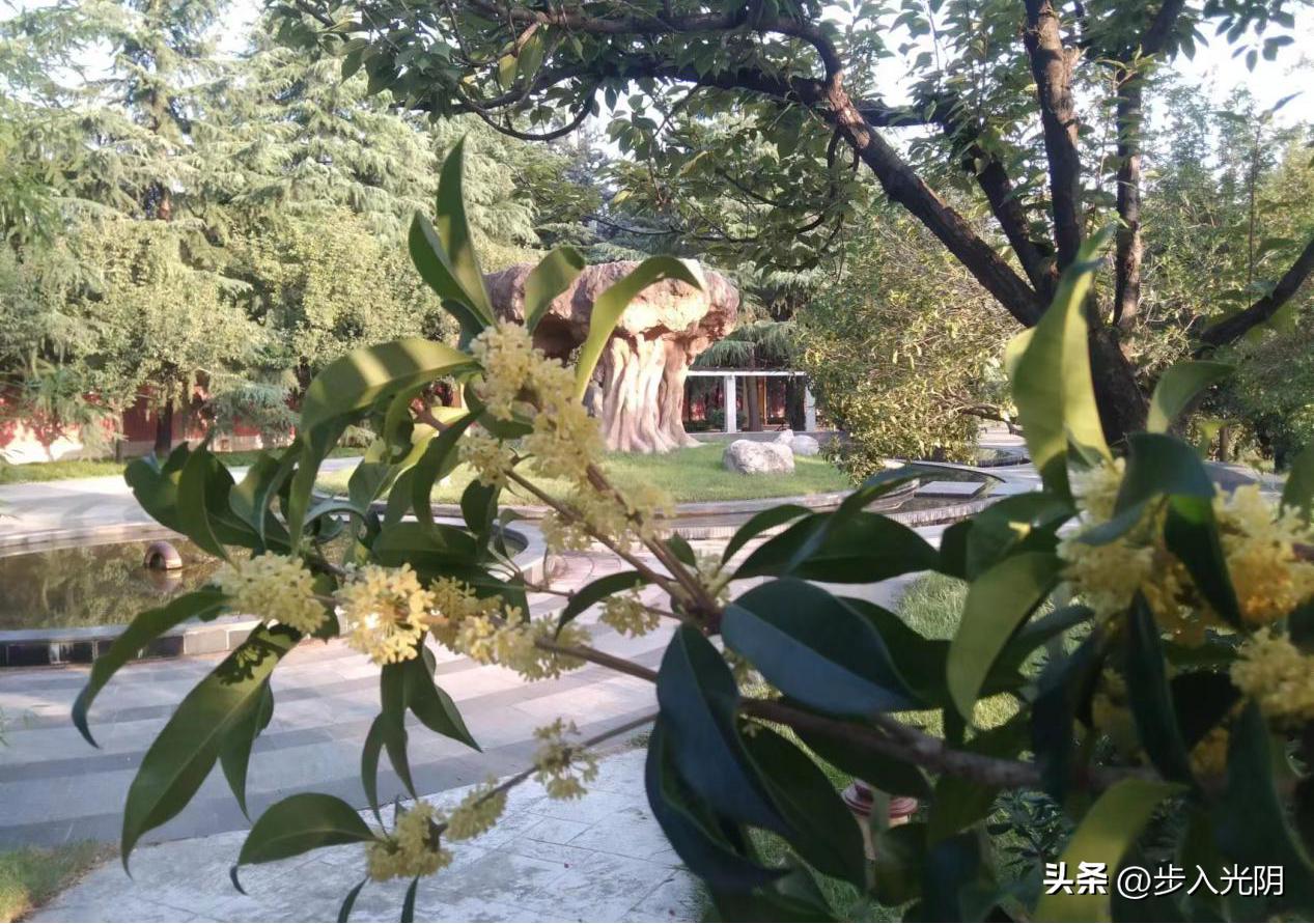 秋天里的桂花香,桂花是秋天的灵魂