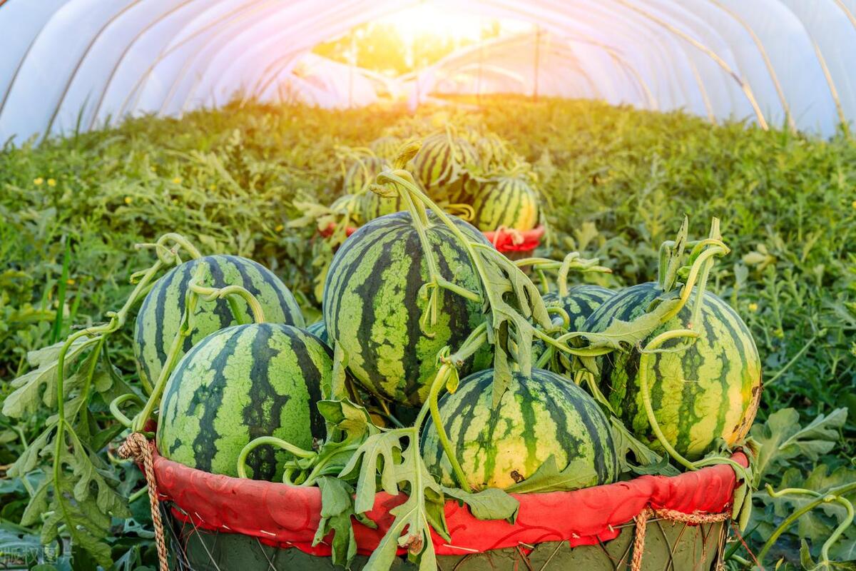 西瓜的营养价值和吃法与作用,西瓜的营养价值及功效与作用禁忌