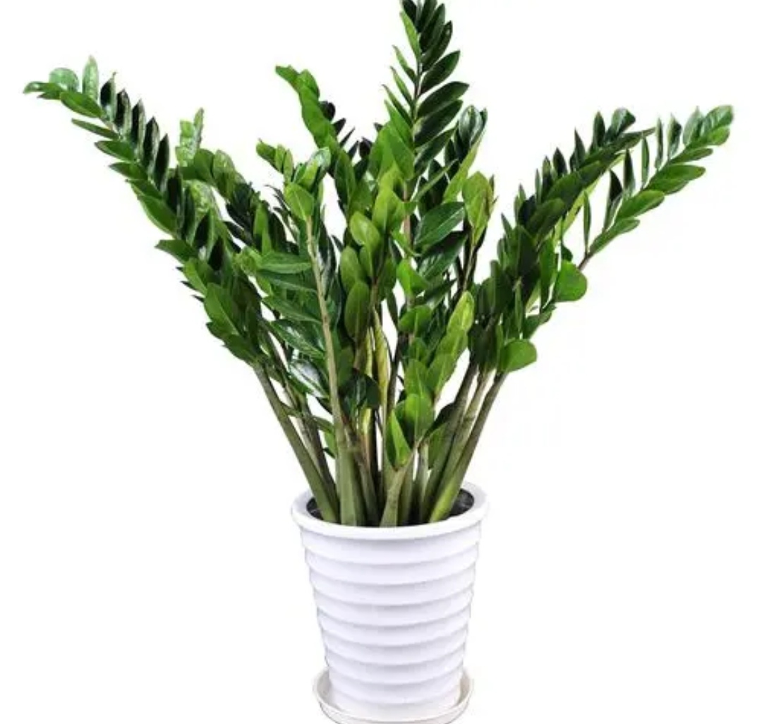 客厅一年四季都好养的什么大植物,客厅盆栽植物推荐第一名发财树