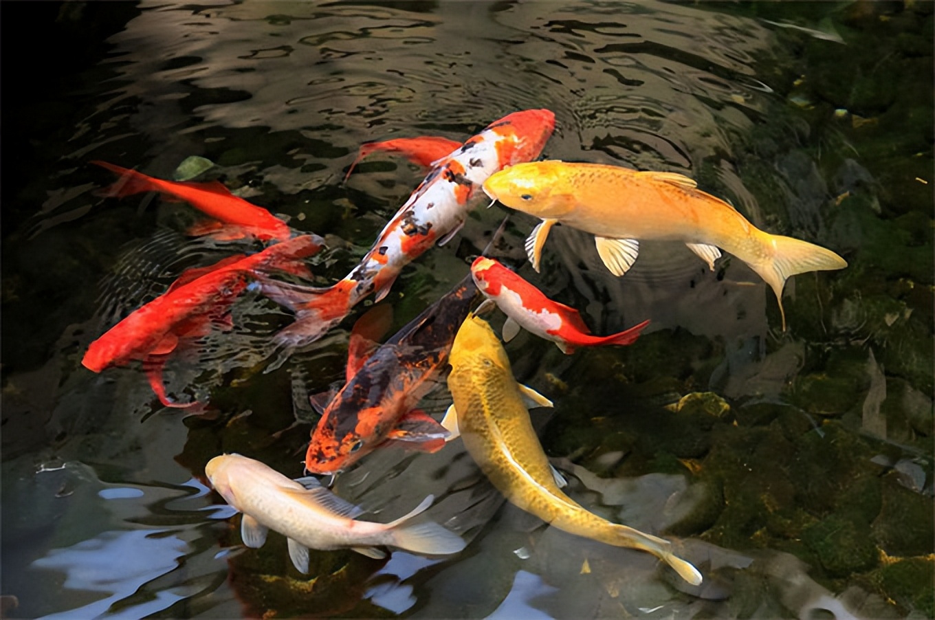 锦鲤鱼正常喂养,锦鲤鱼喂养方法如下