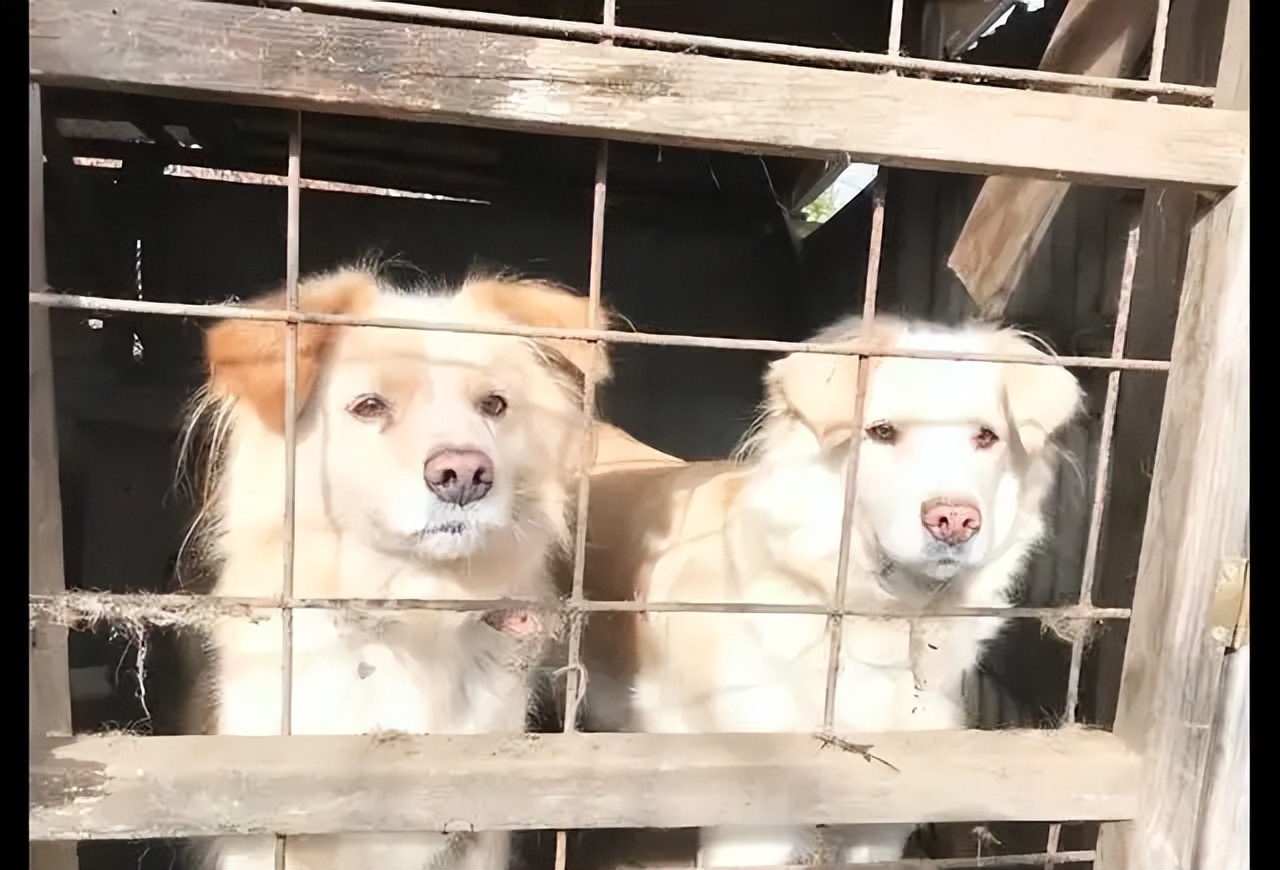 泰迪皮癣能用999皮炎平么,泰迪皮癣怎么治疗最好