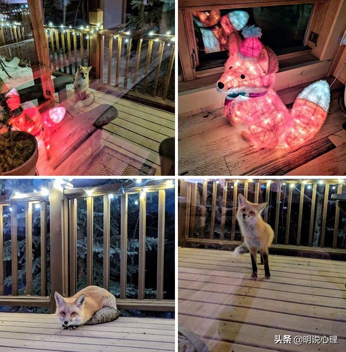 猫咪和鼠鼠的故事,猫和鼠的友谊真实故事