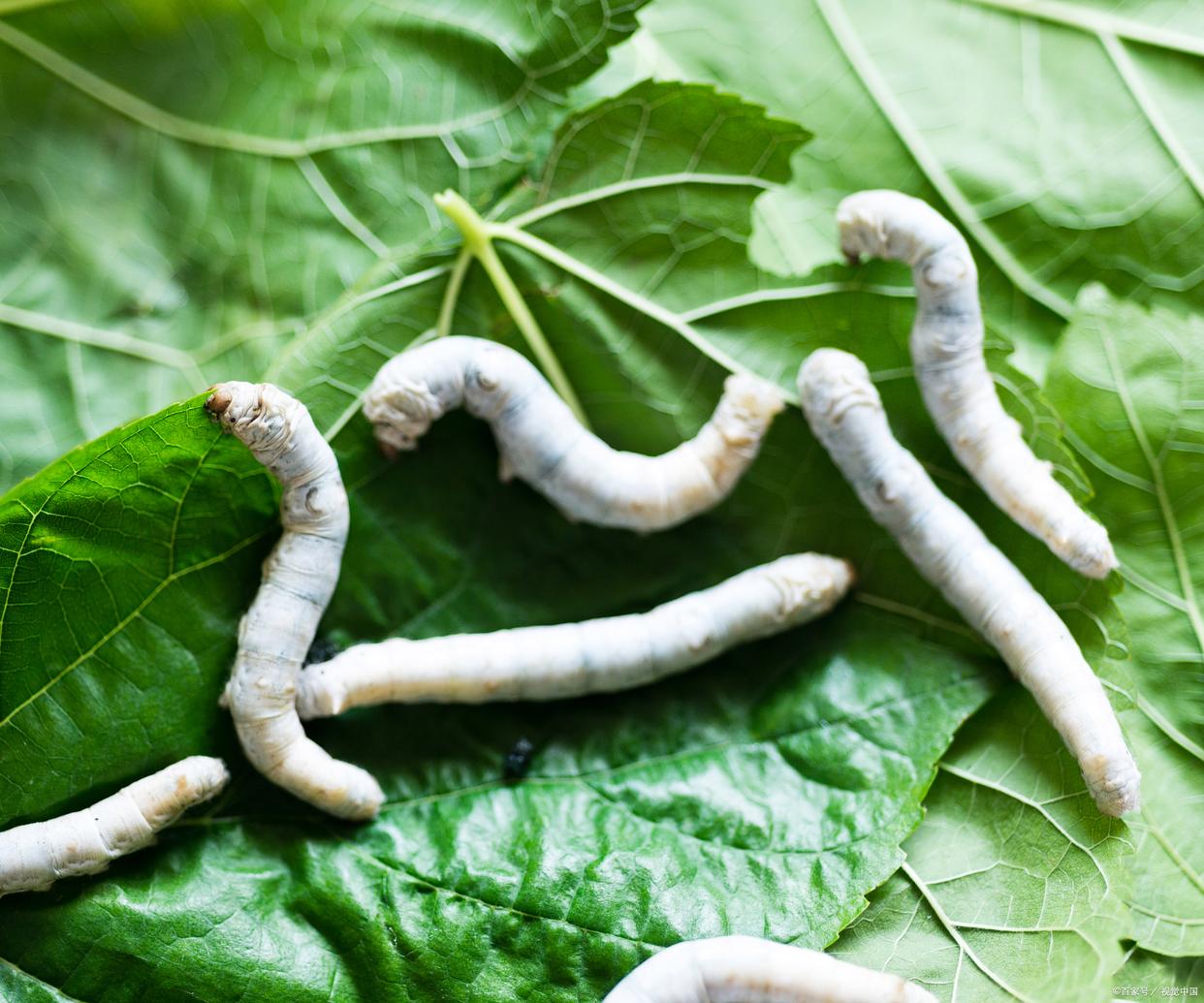 蚕不肯结茧怎么办,蚕不想吃了要怎么补救