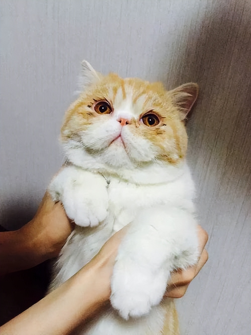 新手养猫可以养加菲猫吗,养加菲猫的十大缺点