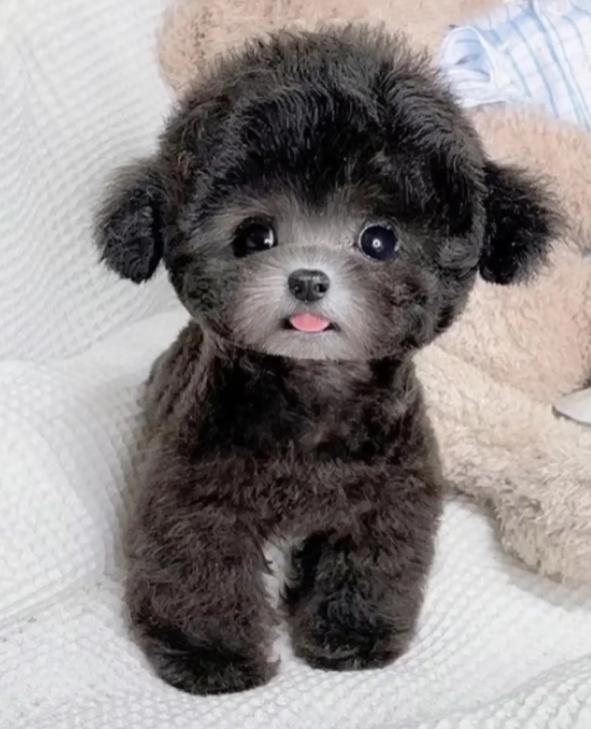 泰迪基本常识,泰迪一个月吃什么