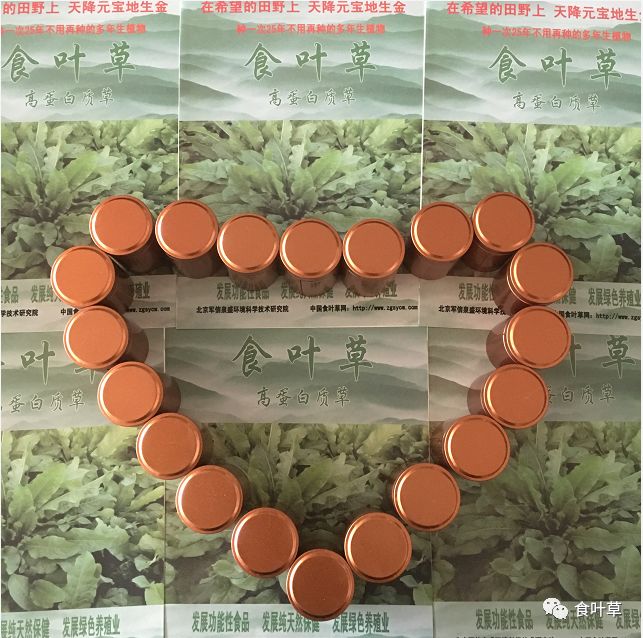 食叶草植物蛋白固体饮料,细品食叶草茶文化