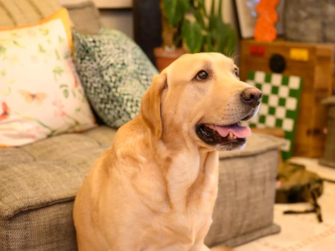 花3万元改造房子,情侣120平出租屋改造