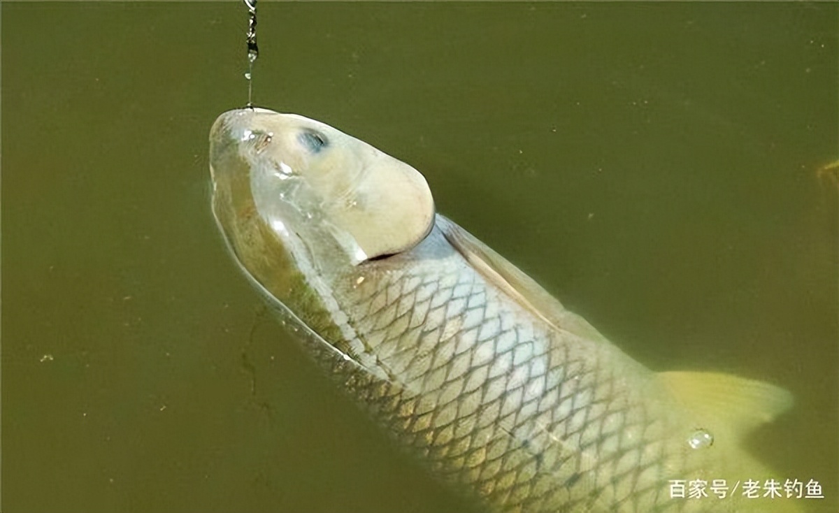 水库钓草鱼的真实感受,野钓草鱼经验之谈