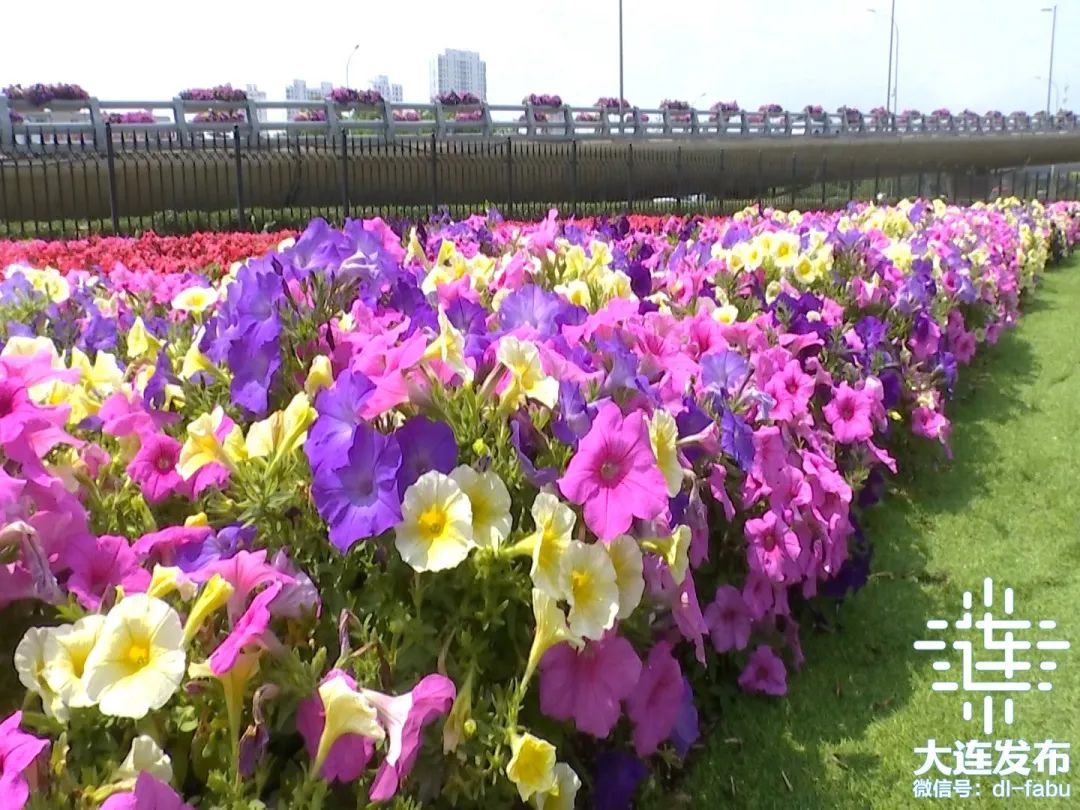 大连独一无二的花园,大连最新的花园