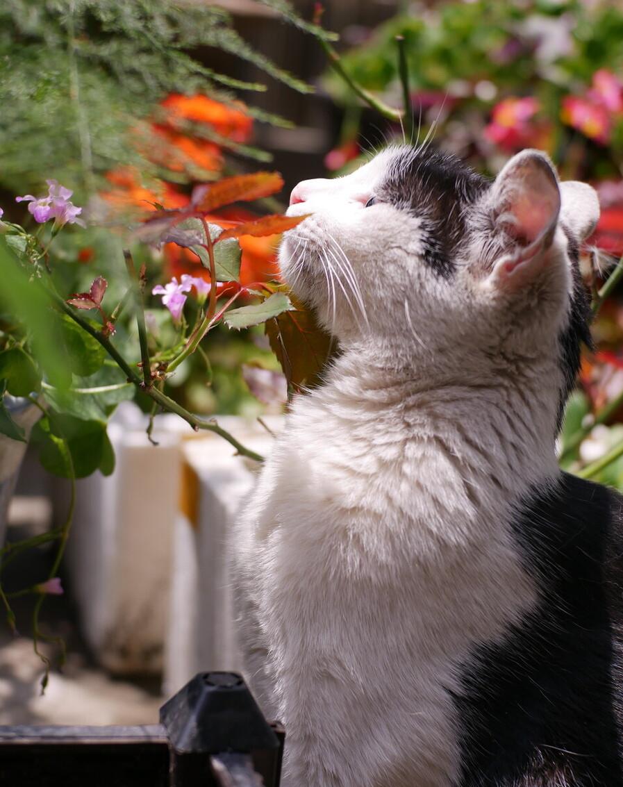 田园猫哪种猫比较好养活,什么猫适合新手养中华田园猫