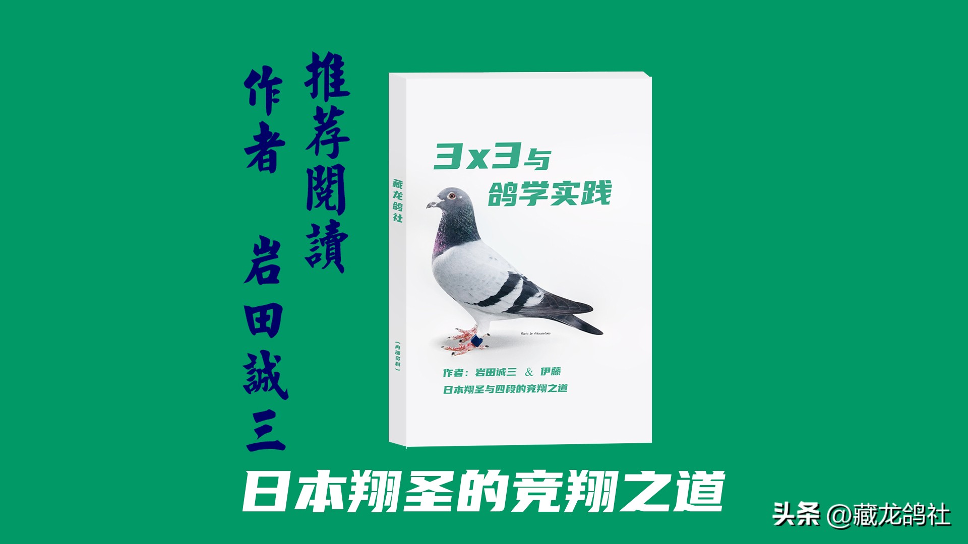 怎样让老鸽子多产生鸽乳,怎么样才能让老鸽子暖窝