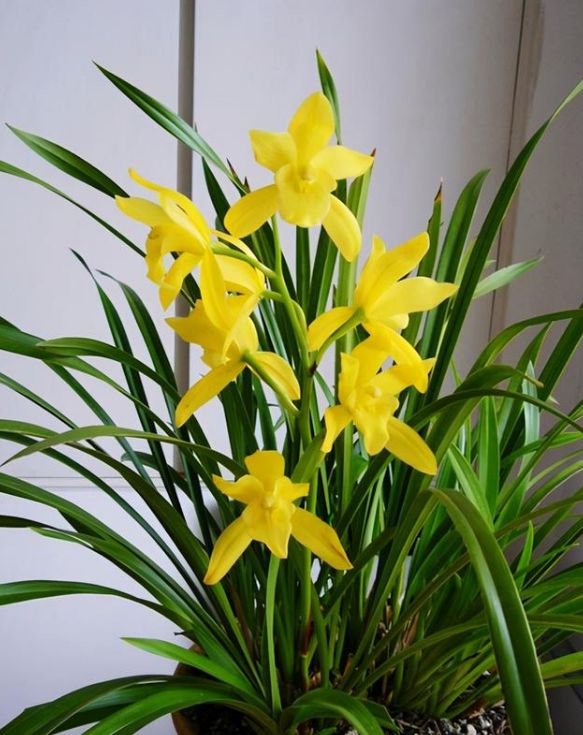 6种年宵花现在买最省钱,年宵花怎么养才旺财