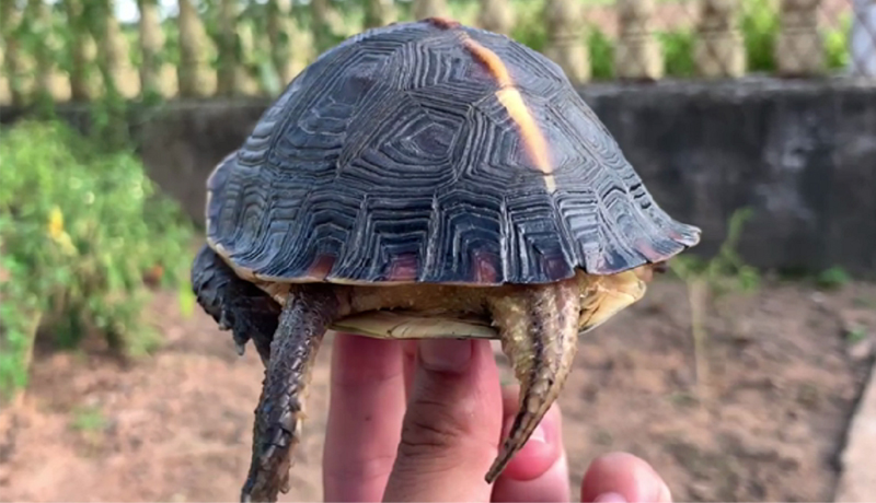 黄缘闭壳龟公母图片,黄缘闭壳龟公母哪个好看